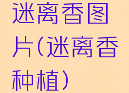 迷离香图片(迷离香种植)
